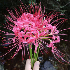 Beautiful Pink Lycoris Spider Lilies Bulbs Radiata Hurricane Lily Cluster Amayllis Growing Bonsai Roots Rhizomes Corms Tubers Potted Planting Reblooming Fragrant Garden Species Blooms Flower Seeds Plant Gardening