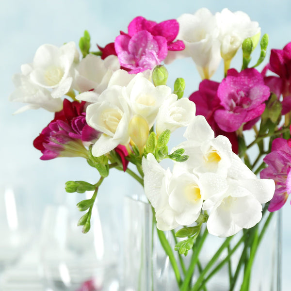 Romance Freesia Bulbs Growing Bonsai Roots Rhizomes Corms Tubers Potted Planting Reblooming Fragrant Garden Species Blooms Flower Seeds Plant Gardening