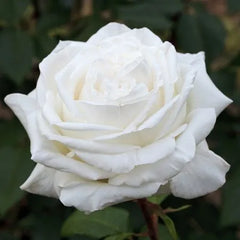 Lomonosov Rose Seedlings Flower Seeds Perennial Growing Bonsai Corms Tubers Potted Planting Reblooming Fragrant Garden Roots Rhizomes Species Blooms Plant Bulbs Gardening Tree