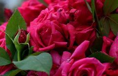 Pomerol Rose Seedlings Flower Seeds Perennial Growing Bonsai Corms Tubers Potted Planting Reblooming Fragrant Garden Roots Rhizomes Species Blooms Plant Bulbs Gardening Tree
