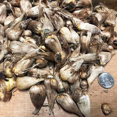 Single Mix Freesia Bulbs Growing Bonsai Roots Rhizomes Corms Tubers Potted Planting Reblooming Fragrant Garden Species Blooms Flower Seeds Plant Gardening