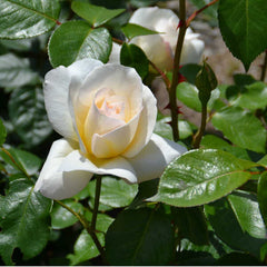 Grand Nord Rose Seedlings Flower Seeds Perennial Growing Bonsai Corms Tubers Potted Planting Reblooming Fragrant Garden Roots Rhizomes Species Blooms Plant Bulbs Gardening Tree