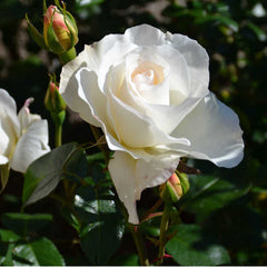 Grand Nord Rose Seedlings Flower Seeds Perennial Growing Bonsai Corms Tubers Potted Planting Reblooming Fragrant Garden Roots Rhizomes Species Blooms Plant Bulbs Gardening Tree
