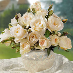 Grand Nord Rose Seedlings Flower Seeds Perennial Growing Bonsai Corms Tubers Potted Planting Reblooming Fragrant Garden Roots Rhizomes Species Blooms Plant Bulbs Gardening Tree