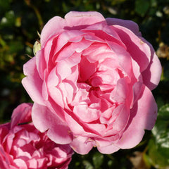 The crown of Venus Rose Seedlings Flower Seeds Perennial Growing Bonsai Corms Tubers Potted Planting Reblooming Fragrant Garden Roots Rhizomes Species Blooms Plant Bulbs Gardening Tree