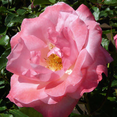 The crown of Venus Rose Seedlings Flower Seeds Perennial Growing Bonsai Corms Tubers Potted Planting Reblooming Fragrant Garden Roots Rhizomes Species Blooms Plant Bulbs Gardening Tree