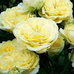 Sunlight Romantica Rose Seedlings Flower Seeds Perennial Growing Bonsai Corms Tubers Potted Planting Reblooming Fragrant Garden Roots Rhizomes Species Blooms Plant Bulbs Gardening Tree