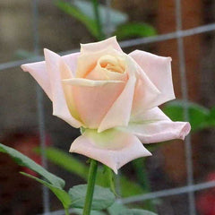 Lady Diana Rose Seedlings Flower Seeds Perennial Growing Bonsai Corms Tubers Potted Planting Reblooming Fragrant Garden Roots Rhizomes Species Blooms Plant Bulbs Gardening Tree