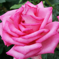 esmeralda Rose Seedlings Flower Seeds Perennial Growing Bonsai Corms Tubers Potted Planting Reblooming Fragrant Garden Roots Rhizomes Species Blooms Plant Bulbs Gardening Tree