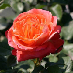 Konigin Der Rosen Rose Seedlings Flower Seeds Perennial Growing Bonsai Corms Tubers Potted Planting Reblooming Fragrant Garden Roots Rhizomes Species Blooms Plant Bulbs Gardening Tree
