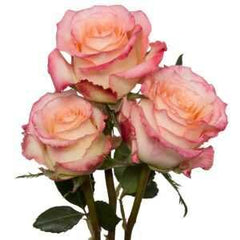 Love antique Rose Seedlings Flower Seeds Perennial Growing Bonsai Corms Tubers Potted Planting Reblooming Fragrant Garden Roots Rhizomes Species Blooms Plant Bulbs Gardening Tree