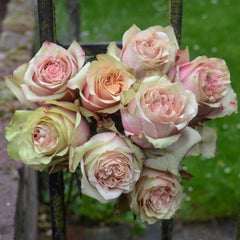 Love antique Rose Seedlings Flower Seeds Perennial Growing Bonsai Corms Tubers Potted Planting Reblooming Fragrant Garden Roots Rhizomes Species Blooms Plant Bulbs Gardening Tree