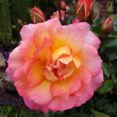 Interior design furnishing Rose Seedlings Flower Seeds Perennial Growing Bonsai Corms Tubers Potted Planting Reblooming Fragrant Garden Roots Rhizomes Species Blooms Plant Bulbs Gardening Tree