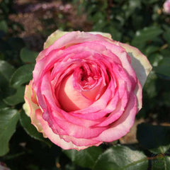 Meine Rose Seedlings Flower Seeds Perennial Growing Bonsai Corms Tubers Potted Planting Reblooming Fragrant Garden Roots Rhizomes Species Blooms Plant Bulbs Gardening Tree - Seedsplant