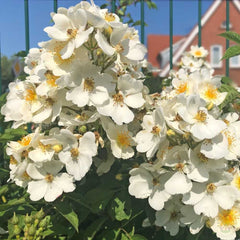 Silhouette natura Rose Seedlings Flower Seeds Perennial Growing Bonsai Corms Tubers Potted Planting Reblooming Fragrant Garden Roots Rhizomes Species Blooms Plant Bulbs Gardening Tree