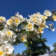 Silhouette natura Rose Seedlings Flower Seeds Perennial Growing Bonsai Corms Tubers Potted Planting Reblooming Fragrant Garden Roots Rhizomes Species Blooms Plant Bulbs Gardening Tree