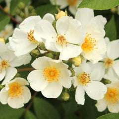 Silhouette natura Rose Seedlings Flower Seeds Perennial Growing Bonsai Corms Tubers Potted Planting Reblooming Fragrant Garden Roots Rhizomes Species Blooms Plant Bulbs Gardening Tree