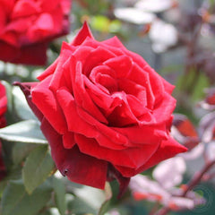 Barkarole Rose Seedlings Flower Seeds Perennial Growing Bonsai Corms Tubers Potted Planting Reblooming Fragrant Garden Roots Rhizomes Species Blooms Plant Bulbs Gardening Tree