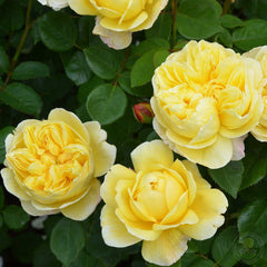 Charles Darwin Rose Plant Seedlings Flower Seeds Perennial Growing Bonsai Corms Tubers Potted Planting Reblooming Fragrant Garden Roots Rhizomes Species Blooms Bulbs Gardening Tree