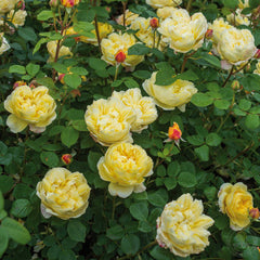 Charles Darwin Rose Plant Seedlings Flower Seeds Perennial Growing Bonsai Corms Tubers Potted Planting Reblooming Fragrant Garden Roots Rhizomes Species Blooms Bulbs Gardening Tree