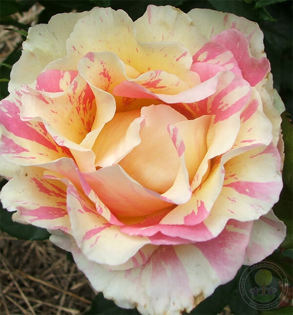Claude monet Rose Seedlings Flower Seeds Perennial Growing Bonsai Corms Tubers Potted Planting Reblooming Fragrant Garden Roots Rhizomes Species Blooms Plant Bulbs Gardening Tree - Seedsplant