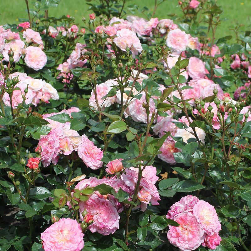 Country Girl Rose Seedlings Flower Seeds Perennial Growing Bonsai Corms ...