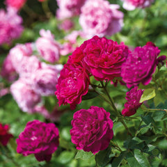 Darcy bassell Rose Seedlings Flower Seeds Perennial Growing Bonsai Corms Tubers Potted Planting Reblooming Fragrant Garden Roots Rhizomes Species Blooms Plant Bulbs Gardening Tree