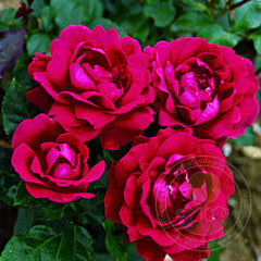 Rare Blue Rose Seedlings Flower Seeds Perennial Growing Bonsai Corms Tubers Potted Planting Reblooming Fragrant Garden Roots Rhizomes Species Blooms Plant Bulbs Gardening Tree