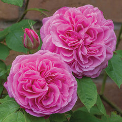 Gertrude jekyll Rose Seedlings Flower Seeds Perennial Growing Bonsai Corms Tubers Potted Planting Reblooming Fragrant Garden Roots Rhizomes Species Blooms Plant Bulbs Gardening Tree