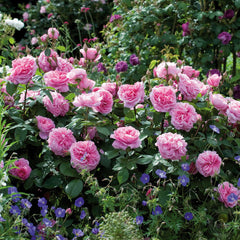 Gertrude jekyll Rose Seedlings Flower Seeds Perennial Growing Bonsai Corms Tubers Potted Planting Reblooming Fragrant Garden Roots Rhizomes Species Blooms Plant Bulbs Gardening Tree