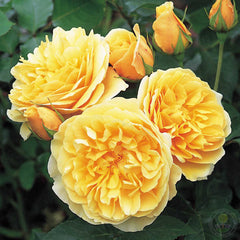 Graham Thomas Amber Mist Rose Seedlings Flower Seeds Perennial Growing Bonsai Corms Tubers Potted Planting Reblooming Fragrant Garden Roots Rhizomes Species Blooms Plant Bulbs Gardening Tree