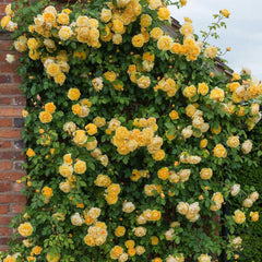 Graham Thomas Amber Mist Rose Seedlings Flower Seeds Perennial Growing Bonsai Corms Tubers Potted Planting Reblooming Fragrant Garden Roots Rhizomes Species Blooms Plant Bulbs Gardening Tree