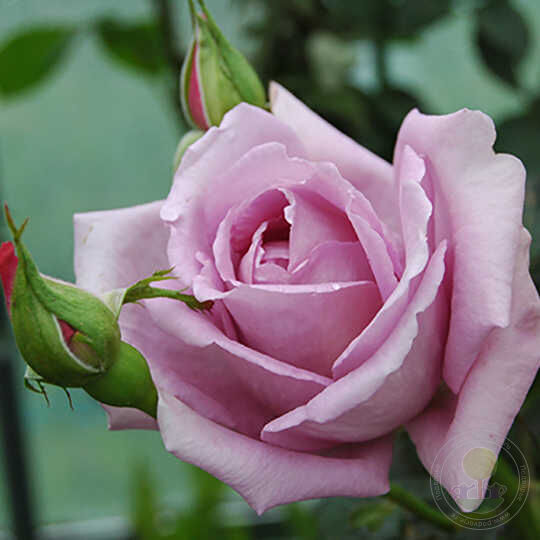 Harry Edland Rose Seedlings Flower Seeds Perennial Growing Bonsai Corms Tubers Potted Planting Reblooming Fragrant Garden Roots Rhizomes Species Blooms Plant Bulbs Gardening Tree