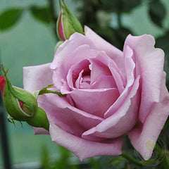 Harry Edland Rose Seedlings Flower Seeds Perennial Growing Bonsai Corms Tubers Potted Planting Reblooming Fragrant Garden Roots Rhizomes Species Blooms Plant Bulbs Gardening Tree