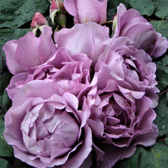 Harry Edland Rose Seedlings Flower Seeds Perennial Growing Bonsai Corms Tubers Potted Planting Reblooming Fragrant Garden Roots Rhizomes Species Blooms Plant Bulbs Gardening Tree