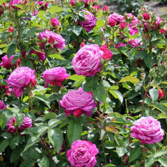 Heidi Klum Rose Rose Seedlings Flower Seeds Perennial Growing Bonsai Corms Tubers Potted Planting Reblooming Fragrant Garden Roots Rhizomes Species Blooms Plant Bulbs Gardening Tree