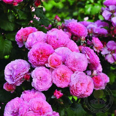 Catarina freila theo clavers Rose Seedlings Flower Seeds Perennial Growing Bonsai Corms Tubers Potted Planting Reblooming Fragrant Garden Roots Rhizomes Species Blooms Plant Bulbs Gardening Tree