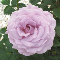 Koko Loko Rose Seedlings Flower Seeds Perennial Growing Bonsai Corms Tubers Potted Planting Reblooming Fragrant Garden Roots Rhizomes Species Blooms Plant Bulbs Gardening Tree