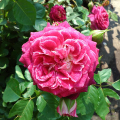 Let's Celebrate Rose Seedlings Flower Seeds Perennial Growing Bonsai Corms Tubers Potted Planting Reblooming Fragrant Garden Roots Rhizomes Species Blooms Plant Bulbs Gardening Tree
