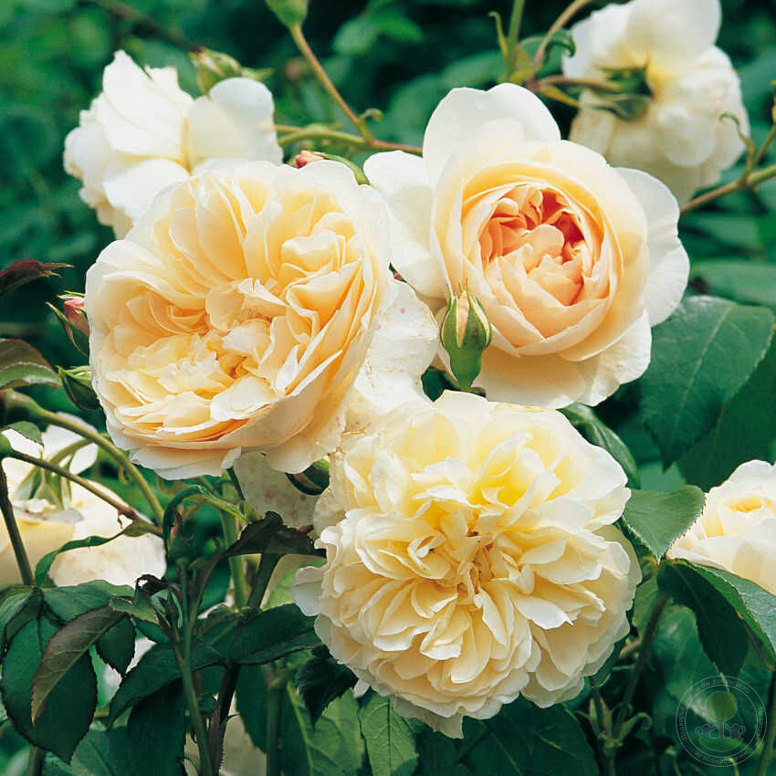 Litchfield angel Rose Seedlings Flower Seeds Perennial Growing Bonsai Corms Tubers Potted Planting Reblooming Fragrant Garden Roots Rhizomes Species Blooms Plant Bulbs Gardening Tree