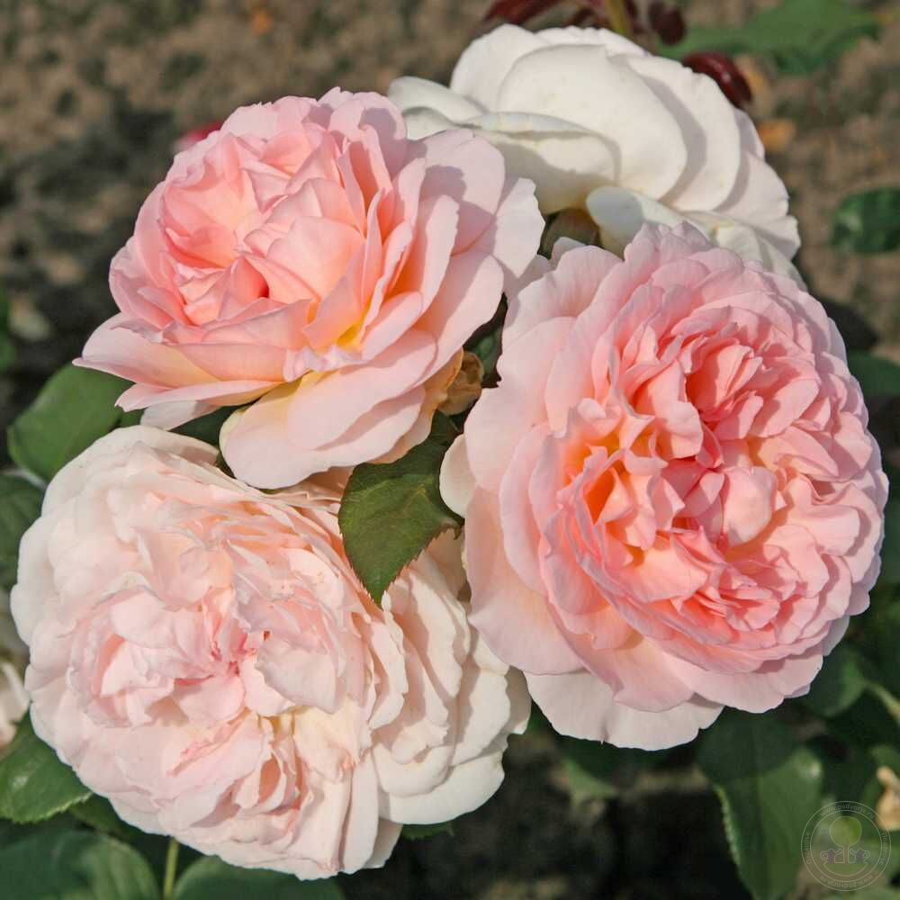 Marhenzauber Rose Seedlings Flower Seeds Perennial Growing Bonsai Corms Tubers Potted Planting Reblooming Fragrant Garden Roots Rhizomes Species Blooms Plant Bulbs Gardening Tree