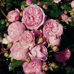 Mariatheresia Rose Seedlings Flower Seeds Perennial Growing Bonsai Corms Tubers Potted Planting Reblooming Fragrant Garden Roots Rhizomes Species Blooms Plant Bulbs Gardening Tree