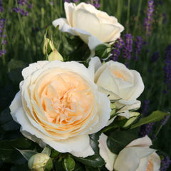 Marie Antoinette Rose Seedlings Flower Seeds Perennial Growing Bonsai Corms Tubers Potted Planting Reblooming Fragrant Garden Roots Rhizomes Species Blooms Plant Bulbs Gardening Tree