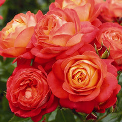 Midsummer Rose Seedlings Flower Seeds Perennial Growing Bonsai Corms Tubers Potted Planting Reblooming Fragrant Garden Roots Rhizomes Species Blooms Plant Bulbs Gardening Tree