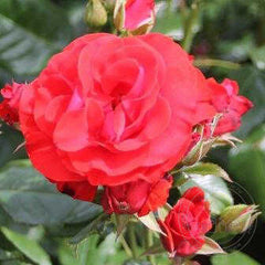 Moscow Rose Seedlings Flower Seeds Perennial Growing Bonsai Corms Tubers Potted Planting Reblooming Fragrant Garden Roots Rhizomes Species Blooms Plant Bulbs Gardening Tree