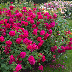 Thomas beckett Rose Seedlings Flower Seeds Perennial Growing Bonsai Corms Tubers Potted Planting Reblooming Fragrant Garden Roots Rhizomes Species Blooms Plant Bulbs Gardening Tree