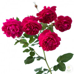 Thomas beckett Rose Seedlings Flower Seeds Perennial Growing Bonsai Corms Tubers Potted Planting Reblooming Fragrant Garden Roots Rhizomes Species Blooms Plant Bulbs Gardening Tree