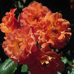 Westerland Rose Seedlings Flower Seeds Perennial Growing Bonsai Corms Tubers Potted Planting Reblooming Fragrant Garden Roots Rhizomes Species Blooms Plant Bulbs Gardening Tree