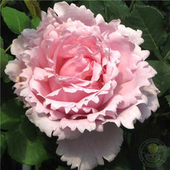 Sophie Rochas Rose Seedlings Flower Seeds Perennial Growing Bonsai Corms Tubers Potted Planting Reblooming Fragrant Garden Roots Rhizomes Species Blooms Plant Bulbs Gardening Tree