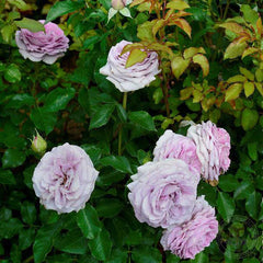 Lady Perfume Rose Seedlings Flower Seeds Perennial Growing Bonsai Corms Tubers Potted Planting Reblooming Fragrant Garden Roots Rhizomes Species Blooms Plant Bulbs Gardening Tree